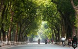 Ngắm những vòm cây đẹp như cổ tích ở Hà Nội
